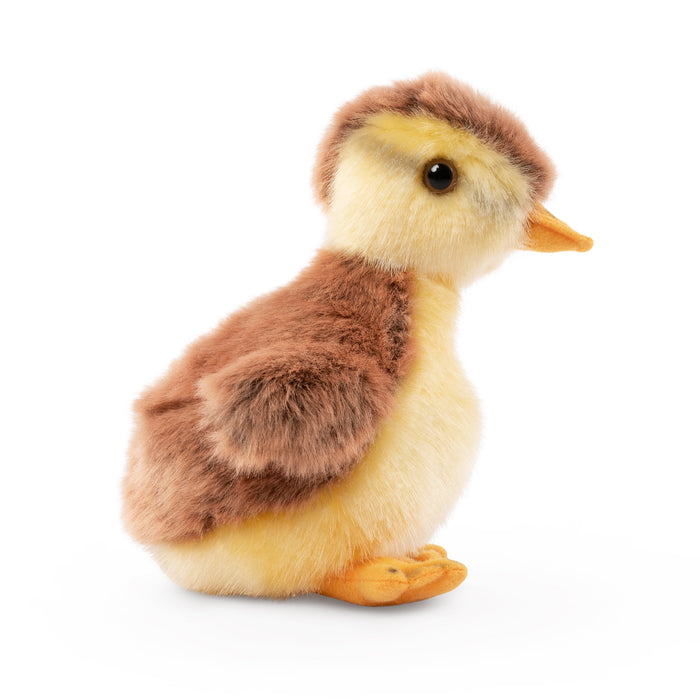 Living Nature - Mallard Duckling