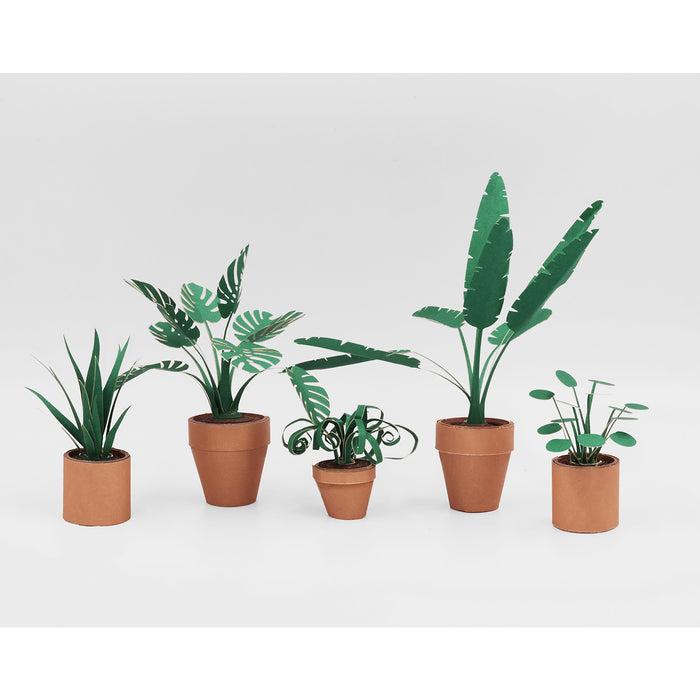 Pikkii - Paper Plants (Set of 5)