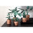 Pikkii - Paper Plants (Set of 5)