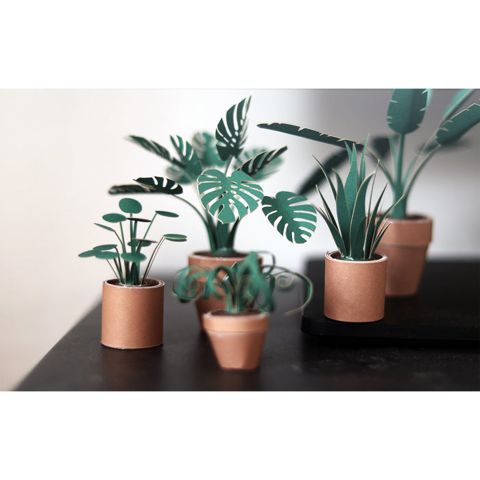 Pikkii - Paper Plants (Set of 5)