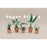 Pikkii - Paper Plants (Set of 5)