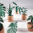 Pikkii - Paper Plants (Set of 5)