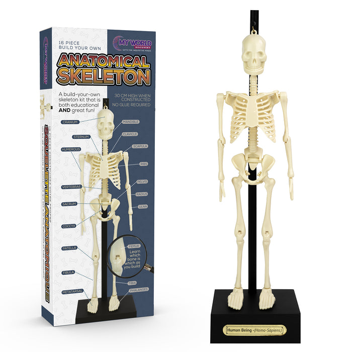 Funtime - Anatomical Skeleton